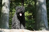 BOUVIER DES FLANDRES 136